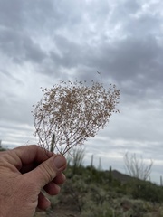 Euphorbia gracillima