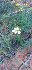Moraea
