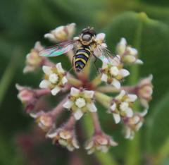 Allograpta fuscotibialis
