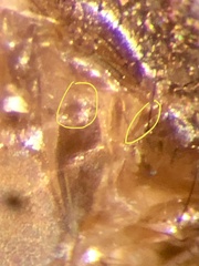 Aedes atlanticus