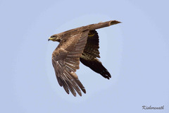 Milvus migrans