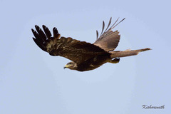 Milvus migrans