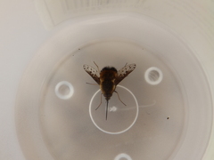 Bombylius discolor
