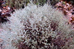 Aspalathus pedunculata