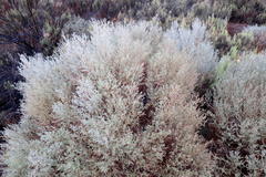 Aspalathus pedunculata