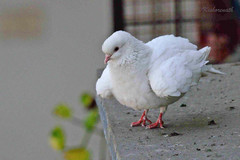 Columba livia domestica