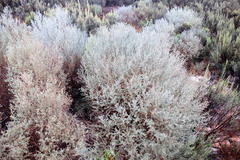 Aspalathus pedunculata