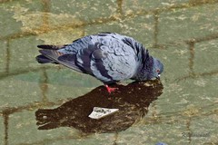 Columba livia domestica