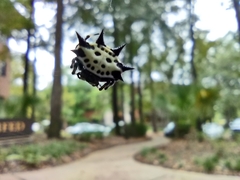 Gasteracantha cancriformis