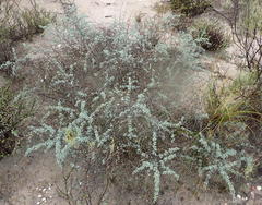 Asparagus capensis capensis