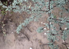 Asparagus capensis capensis