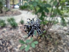 Gasteracantha cancriformis