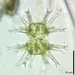 Staurastrum arctiscon - Photo (c) Lane Allen, μερικά δικαιώματα διατηρούνται (CC BY-NC), uploaded by Lane Allen