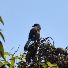 Aphelocoma californica