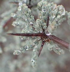 Asparagus capensis capensis