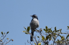 Aphelocoma californica