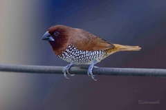 Lonchura punctulata