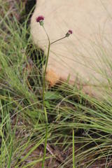 Senecio discodregeanus