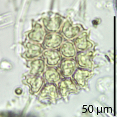 Pseudopediastrum