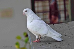 Columba livia domestica
