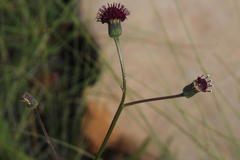 Senecio discodregeanus