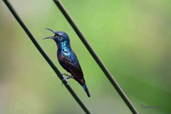 Cinnyris asiaticus