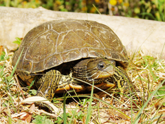 Mauremys caspica