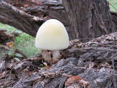 Volvariella bombycina flaviceps