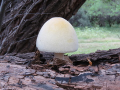 Volvariella bombycina flaviceps