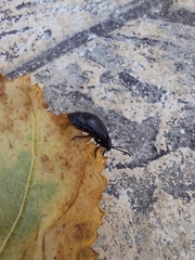 Coleoptera