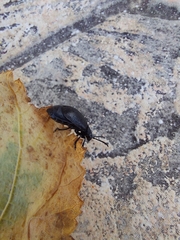 Coleoptera