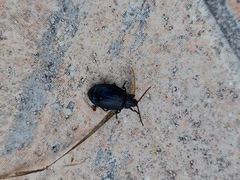 Coleoptera
