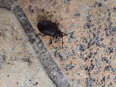 Coleoptera