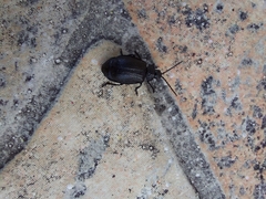 Coleoptera