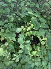 Neviusia alabamensis