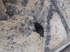 Coleoptera