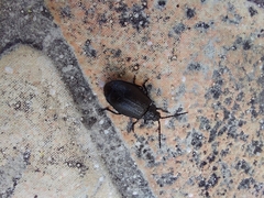 Coleoptera