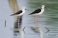 Himantopus himantopus