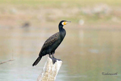Phalacrocorax carbo