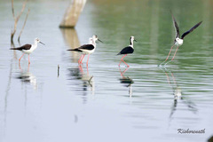 Himantopus himantopus