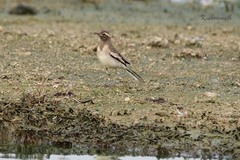 Motacilla maderaspatensis