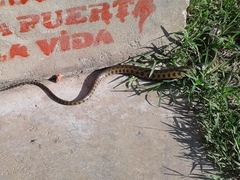 Helicops leopardinus