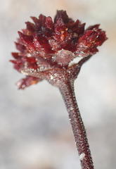 Crassula tecta