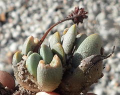 Crassula tecta