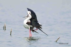 Himantopus himantopus