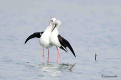 Himantopus himantopus