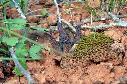 Haworthia sordida