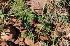 Indigofera alternans