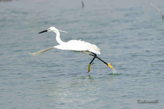 Egretta garzetta
