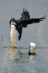 Phalacrocorax carbo